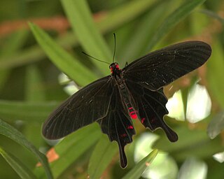 <i>Pachliopta kotzebuea</i> Species of butterfly