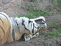 Tiger (Panthera tigris)