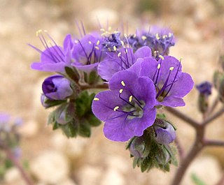 <i>Phacelia crenulata</i> Species of plant