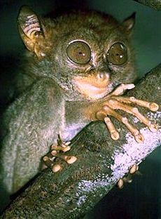 Filipininis ilgakulnis (Tarsius syrichta)