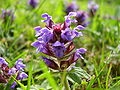 Niittyhumala Prunella vulgaris