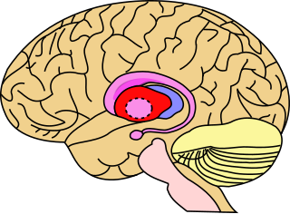 <span class="mw-page-title-main">Putamen</span> Round structure at the base of the forebrain