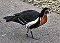 Red-breasted goose