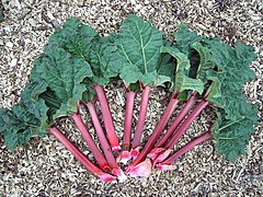 Pétioles charnus de feuilles de rhubarbe dont la rougissement est dû à la présence d'anthocyanes aux fonctions variées.