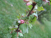 Ribes alpestre