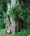 Pień starego drzewa, Tateyama, Japonia