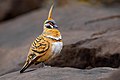 87 Spinifex Pigeon 0A2A1585 uploaded by JJ Harrison, nominated by Cmao20,  31,  0,  0