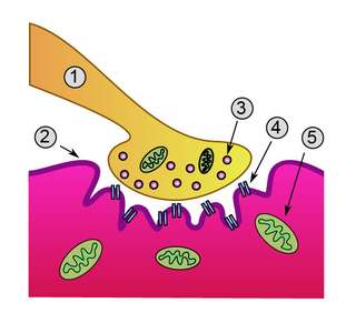 <span class="mw-page-title-main">Lambert–Eaton myasthenic syndrome</span> Medical condition