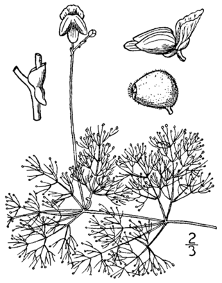 <i>Utricularia purpurea</i> Species of carnivorous plant