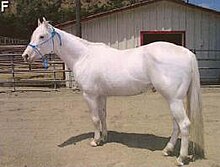 The Camarillo White Horse breed has a dominant white coat attributed to the W4 mutation. Whitecamarillo.JPG