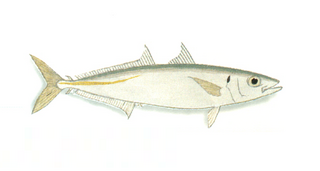 <span class="mw-page-title-main">Mackerel scad</span> Species of fish