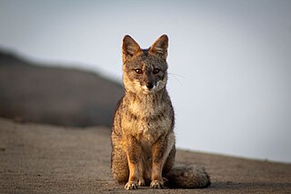 <span class="mw-page-title-main">Sechuran fox</span> Species of carnivore