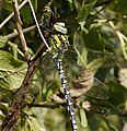 * Nomination Blaugrüne Mosaikjungfer (Southern Hawker), Männchen - Aeshna cyanea. --Hockei 18:55, 21 April 2013 (UTC) * Promotion Good quality. --Mattbuck 23:52, 29 April 2013 (UTC)