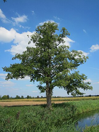 <i>Alnus glutinosa</i> Species of flowering plant in the birch family Betulaceae