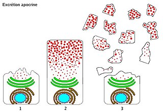 Apocrine