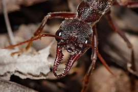 Mandíbulas dunha formiga do xénero Myrmecia.