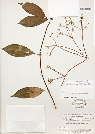 <i>Condylocarpon guyanense</i> Species of flowering plant