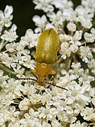 Cteniopus sulphureus