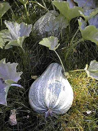 <i>Cucurbita argyrosperma</i> Species of plant