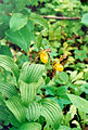 Cypripedium parviflorum