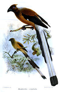 Sumatran treepie Species of bird