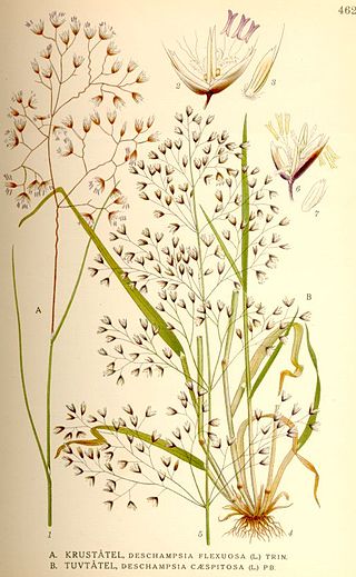 <i>Deschampsia</i> Genus of flowering plants in the grass family Poaceae