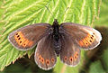 August 21: the butterfly Raetzer's Ringlet