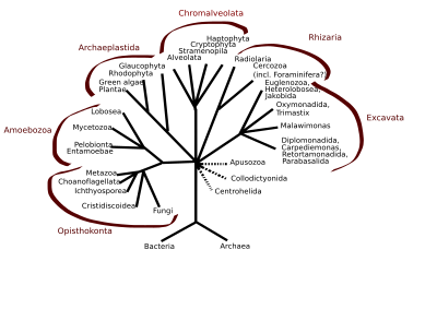 Eukaryota tree. Note "Ichthyosporea" at bottom left, in Opisthokont clade. "Metazoa" are animals, and Choanoflagellates are closely aligned. Fungi is at other end of Opisthokont clade, with Cristidiscoidea closely aligned. Ichthyosporea is in the middle ("Meso-") of the fungi ("-myceto-") and the animals ("-zoea"). Eukaryota tree.svg