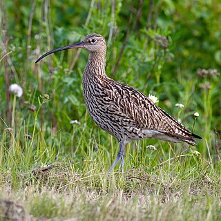 <span class="mw-page-title-main">Eurasian curlew</span> Species of bird