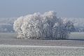 Winterbomen in Duitsland