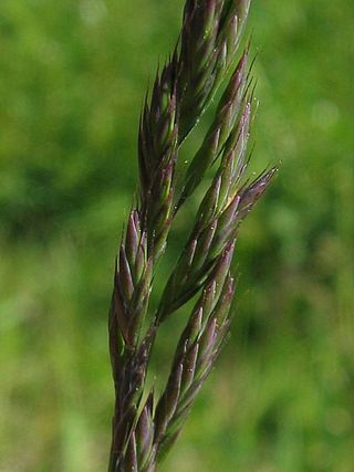 <i>Festuca rubra</i> Species of flowering plant