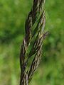 Reyðvingul (Festuca rubra)