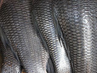 <span class="mw-page-title-main">Fish scale</span> Rigid covering growing atop a fishs skin