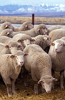 Sheep Domesticated ruminant bred for meat, wool and milk