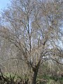 In winter, Ávila - Spain