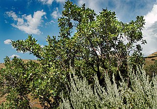 <i>Quercus gambelii</i> Species of oak tree