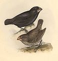 Large Ground-finch (Geospiza magnirostris) endemic