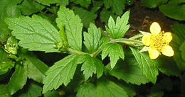 Geltonoji žiognagė (Geum urbanum)