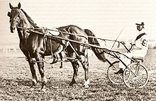 Globe Derby at a race meeting. Globe Derby (AUS).jpg