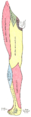 Diagram of segmental distribution of the cutaneous nerves of the right lower extremity. Front view.