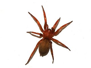 <i>Haplodrassus</i> Genus of spiders