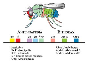 <span class="mw-page-title-main">Gene cluster</span>