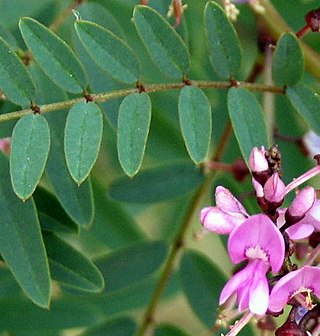 <i>Indigofera australis</i> Species of plant