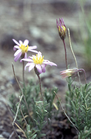 <i>Ionactis alpina</i> Species of plant