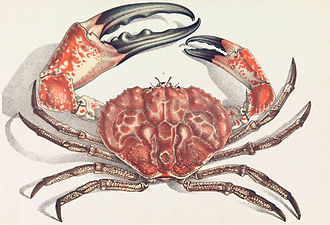 The Tasmanian giant crab is long-lived and slow-growing, making it vulnerable to overfishing.[72]