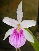 Miltonia spectabilis Type species