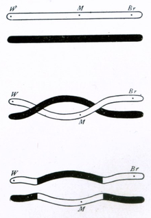 Thomas Hunt Morgan's 1916 illustration of a double crossover between chromosomes Morgan crossover 2 cropped.png