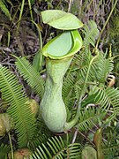 Nepenthes macrovulgaris