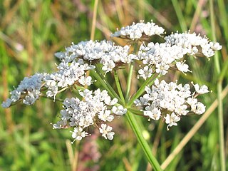 <i>Oenanthe silaifolia</i> Species of flowering plant