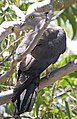 Pacific Baza